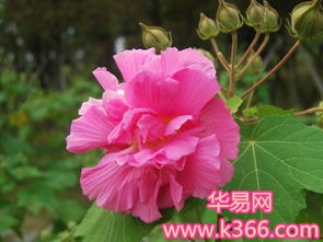 算命说女人是芙蓉命什么意思 算命芙蓉花的女人好不好