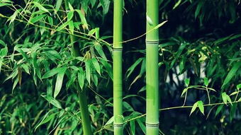 竹子是草本植物吗 竹子是草还是树?