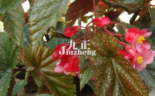 竹节海棠的风水寓意 竹节海棠的摆放风水