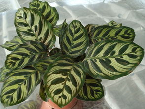 竹芋叶面喷水多久一次 竹芋怎样判断缺水