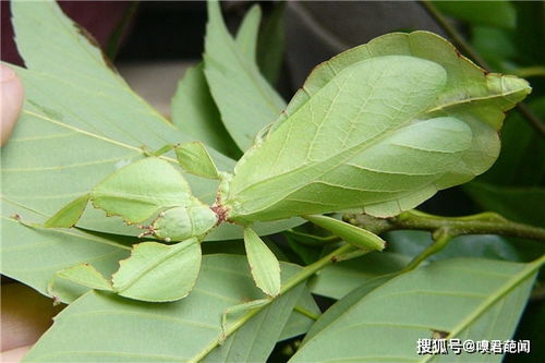 竹节虫为什么吃了必死 竹节虫很稀有吗