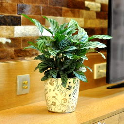 竹芋用大盆还是小盆 竹芋什么时候换盆好