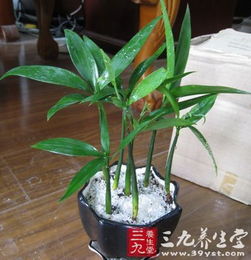 竹柏对人体有害吗 竹柏能长期放在卧室养吗
