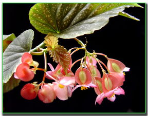 竹节海棠插水里多久生根 竹节海棠几月份扦插最好