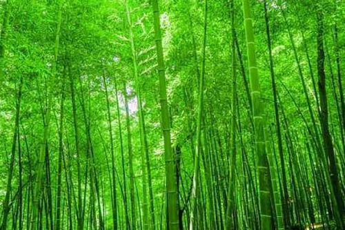 竹子的繁殖方式有哪些 竹子属于什么生殖方式