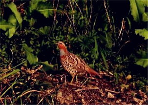 竹鸡可以吃吗是不是保护动物 竹鸡是不是属于国家保护动物