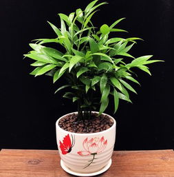 竹柏驱蚊骗局 竹柏驱蚊骗局是真的吗