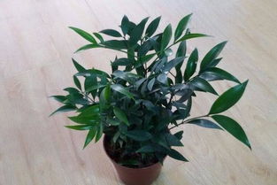 竹柏的寓意和象征风水 竹柏的十大忌讳