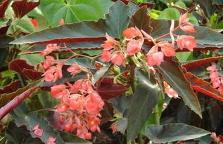 竹节海棠一年开几次花 竹节海棠用深盆浅盆