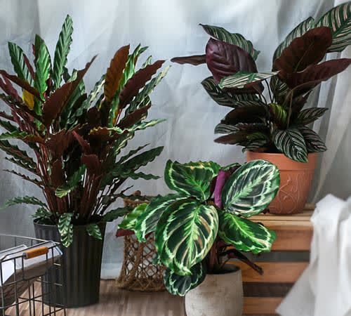 竹芋白天耷拉傍晚立起来 竹芋的叶子往下耷拉