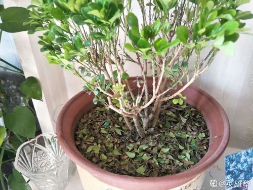 米兰剪成光杆能救活吗 米兰只留树干能重新长吗
