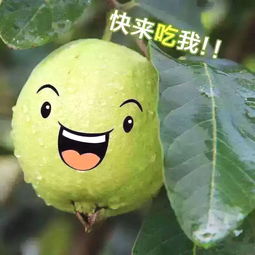 粤语香蕉你个芭乐是什么意思 香蕉你个芭乐是骂人的么