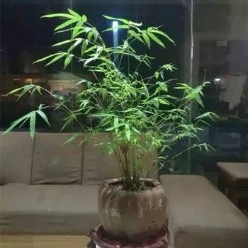 米竹整个泡在水里会烂吗 米竹能全部放鱼缸里吗