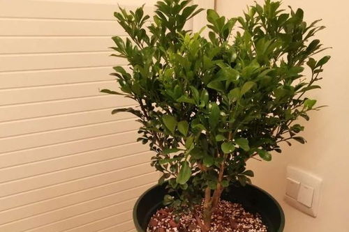 米兰香不香看叶子 米兰花不香真正的原因