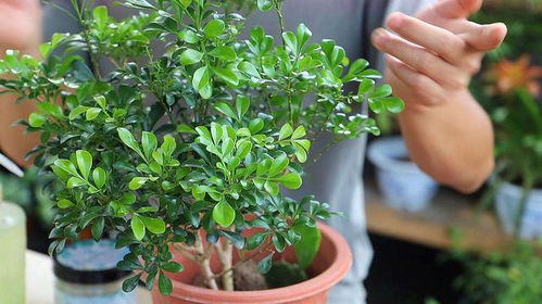 米兰花一般能活几年 米兰花用深盆还是浅盆