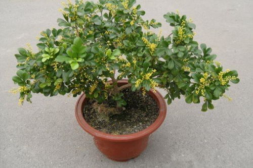 米兰浇水的正确方法 怎样判断米兰该浇水了