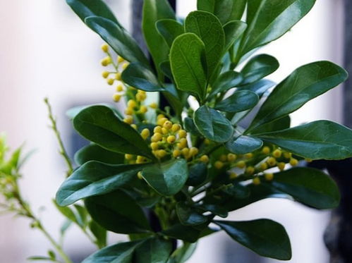 米兰换盆的最佳时间 米兰花用深盆还是浅盆