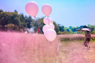 粉黛草唯美句 形容粉黛草意境美的一句话