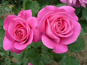 粉和平月季优缺点 粉扇月季和粉和平哪个好