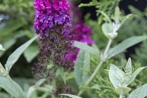 紫云英和苜蓿的区别 紫云英和苜蓿草一样吗