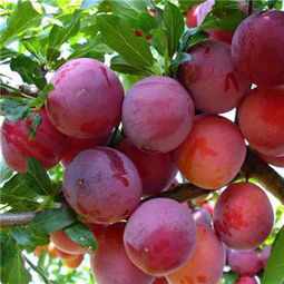 紫色大李子叫啥 黑紫色的李子是什么品种