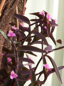 紫竹梅的寓意是什么 紫竹梅的毒性和危害