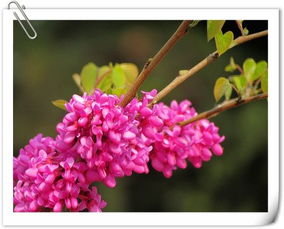 紫金花与紫荆花一样吗 香港紫荆花图片