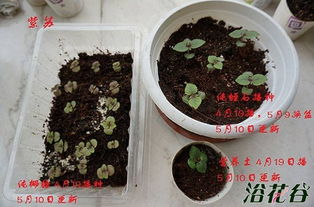 紫苏种子催芽方法 紫苏不泡直接播种后几天发芽