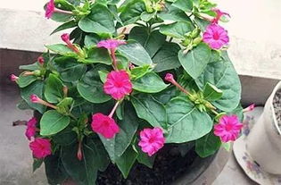 紫茉莉几点开花 茉莉花为什么不吉利