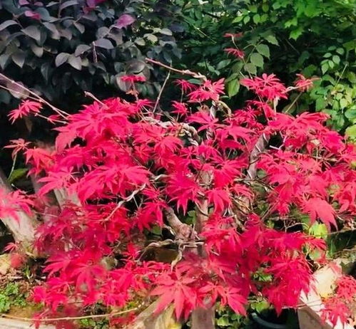 红枫最佳摘叶时间表 红枫九月份能摘叶吗