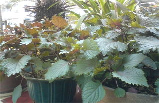 紫苏扦插种植方法 紫苏叶种植时间和方法