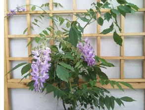 紫藤花6年了为什么不开花 紫藤为什么是凶树