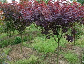 红叶李和紫叶李区别 红叶李为什么不能吃