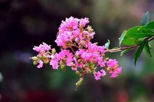 紫薇花喜水还是喜旱 紫薇花怕太阳暴晒吗