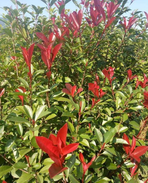 红枫叶子可以喷水吗 枫树叶面喷水好不好
