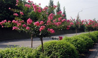 紫薇怎样才有水 紫薇为什么会喷水