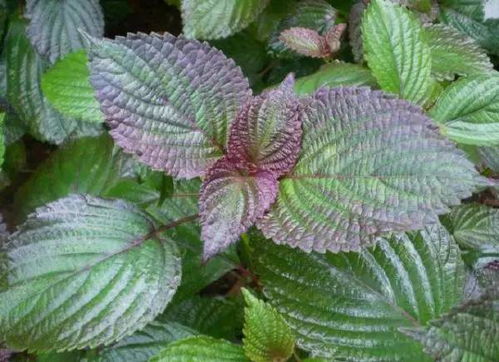 紫苏第二年就不用种子了 紫苏种子的种法