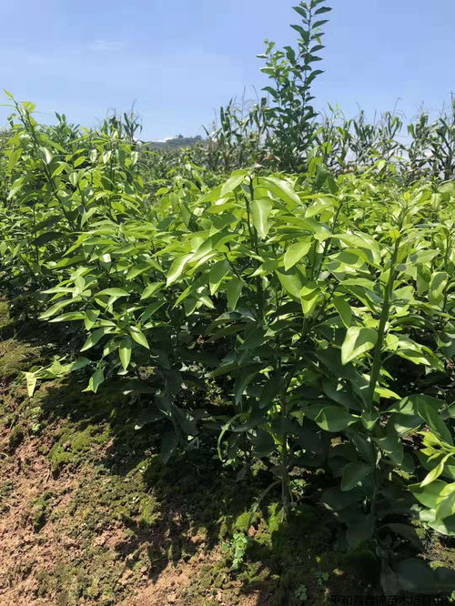 红美人八月份要施什么肥 红美人套袋前喷什么农药