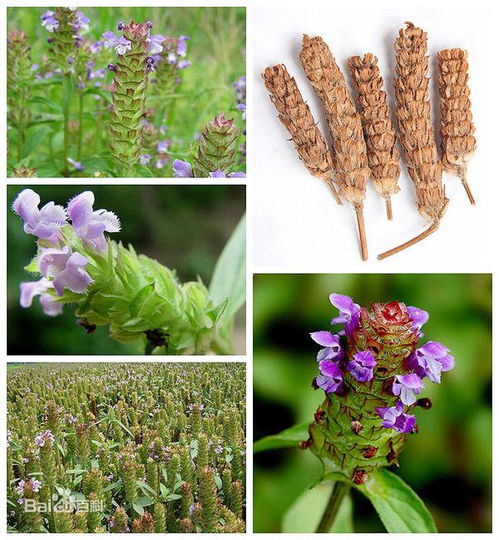 红糖+仙人掌+柴胡夏枯草剂量 三种人不能吃夏枯草