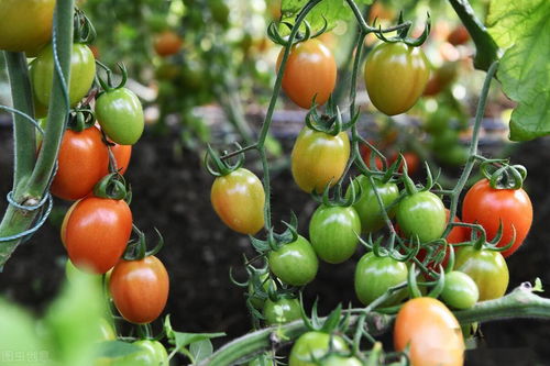 红糖灌根起什么作用 红糖冲施一亩地用多少