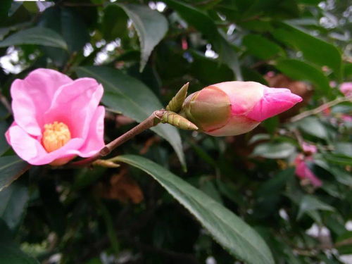 红色山茶花花语 山茶花为什么不吉利