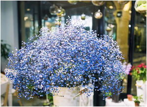 红色满天星花语 满天星送人的禁忌