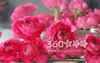 红玫瑰花语寓意 红玫瑰真正的花语