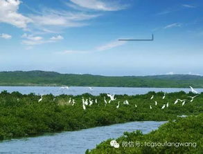 红树林对人类的作用 红树林的意义和价值