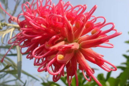 红花打一个数字 红花一个正确生肖