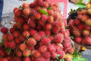 红毛丹属于热性还是凉性 红毛丹为什么禁止卖