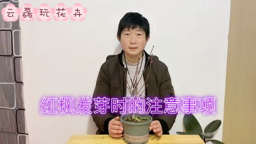 红舞姬红枫骗局 为啥红舞姬这么难买