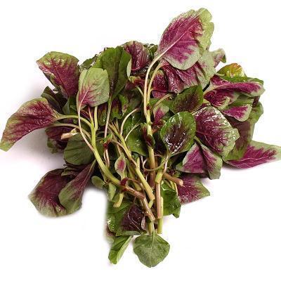 红苋菜又叫什么菜 苋菜在北方叫什么