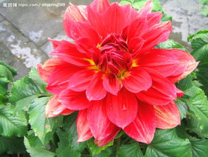 红花代表哪几个生肖 开红花一个正确生肖