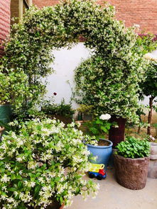 红莲水榭的海棠品种是 楚晚宁养的海棠是哪一种